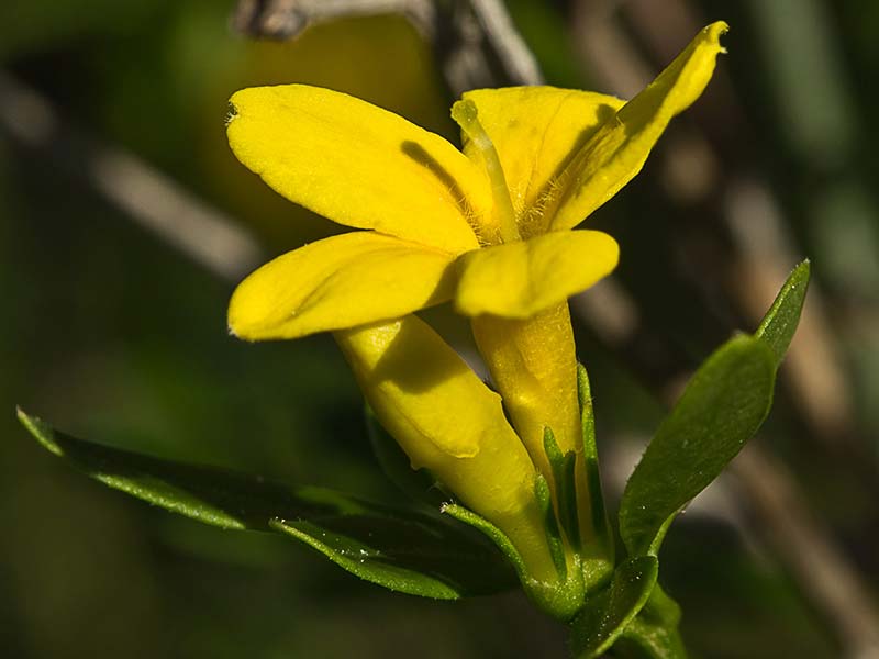 Jasminum fruticans, jazmín silvestr