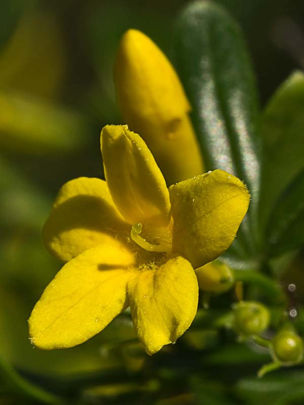 Jasminum fruticans, jazmín silvestr