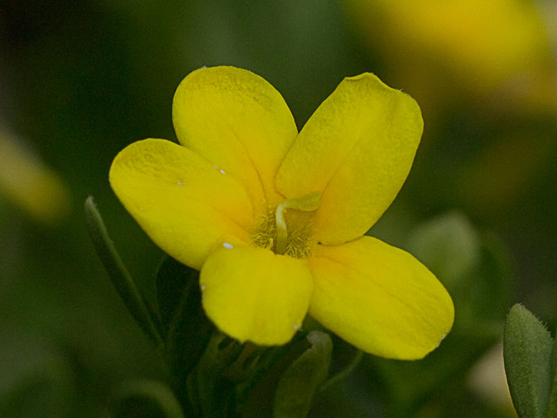 Jasminum fruticans, jazmín silvestr
