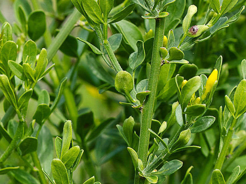Jasminum fruticans, jazmín silvestr