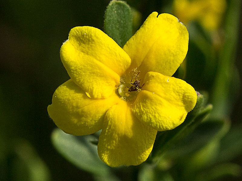 Jasminum fruticans, jazmín silvestr