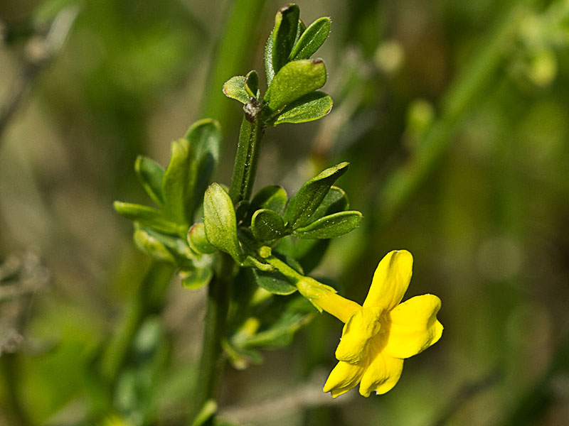 Jasminum fruticans, jazmín silvestr