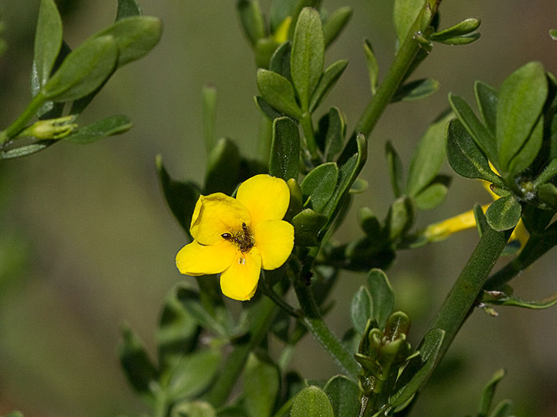 Jasminum fruticans, jazmín silvestr