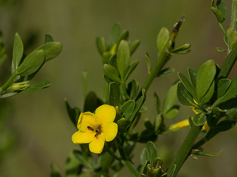 Jasminum fruticans, jazmín silvestr