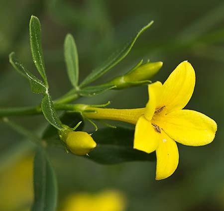 Mata del Jazmín Silvestre (Jasminum fruticans)