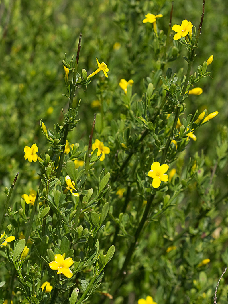 Jasminum fruticans, jazmín silvestr