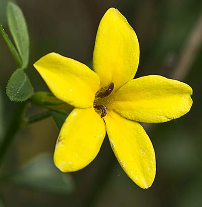 Jasminum fruticans, jazmín silvestre