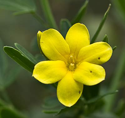 Jasminum fruticans, jazmín silvestre