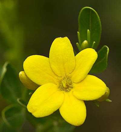 Jasminum fruticans, jazmín silvestre