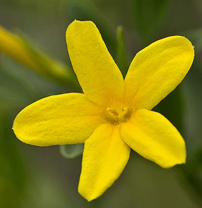 Jasminum fruticans, jazmín silvestre