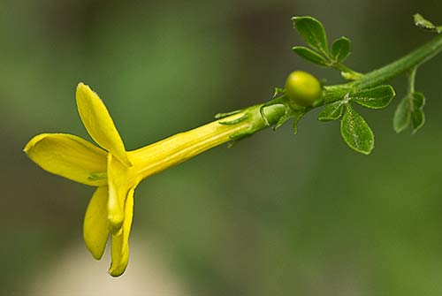 Jasminum fruticans, jazmín silvestre