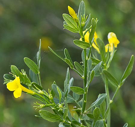 Mata del jazmín silvestre (Jasminum fruticans)