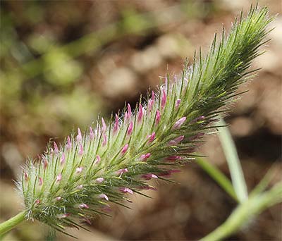 Jopito (Trifolium angustifolium)