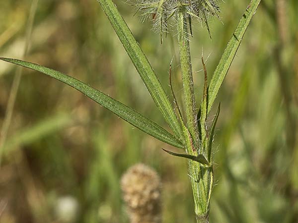 Jopito (Trifolium angustifolium)