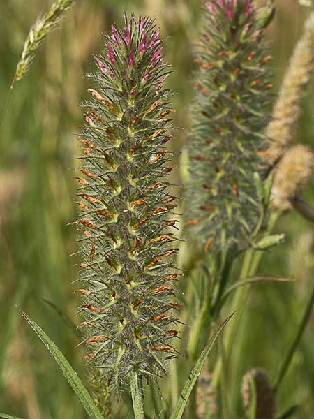 Jopito (Trifolium angustifolium)
