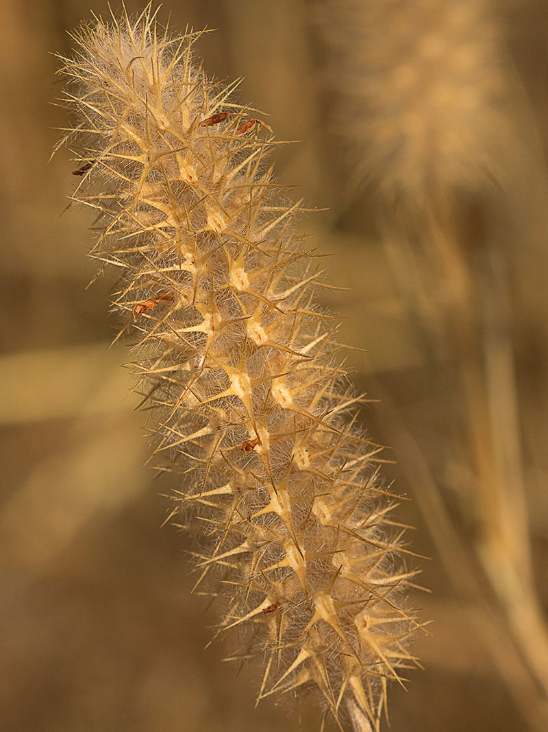 Jopito (Trifolium angustifolium)