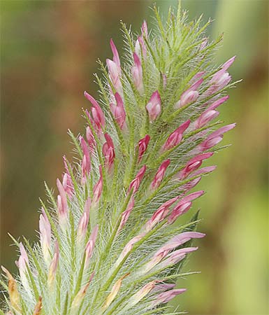 Flores del jopito (Trifolium angustifolium)