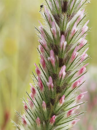Jopito, flores (Trifolium angustifolium)