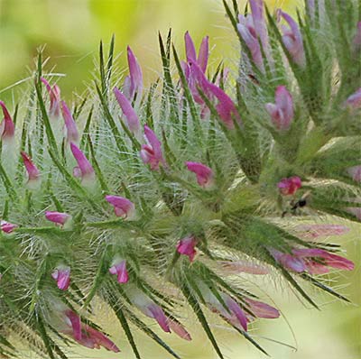 Inflorescencia del Jopito (Trifolium angustifolium)