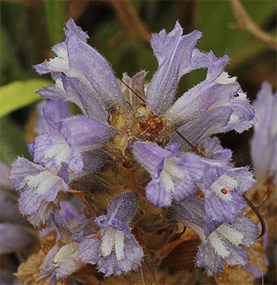 Jopo (Orobanche ramosa ¿sbsp. nana o mutelli?)