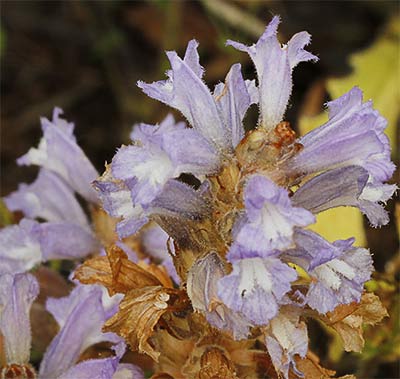Pan de lobo (Orobanche ramosa ¿sbsp. nana o mutelli?)