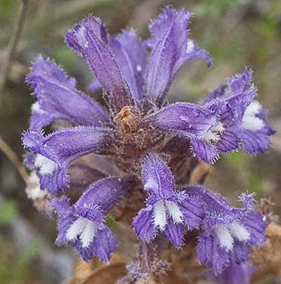 Orobanche mutelli