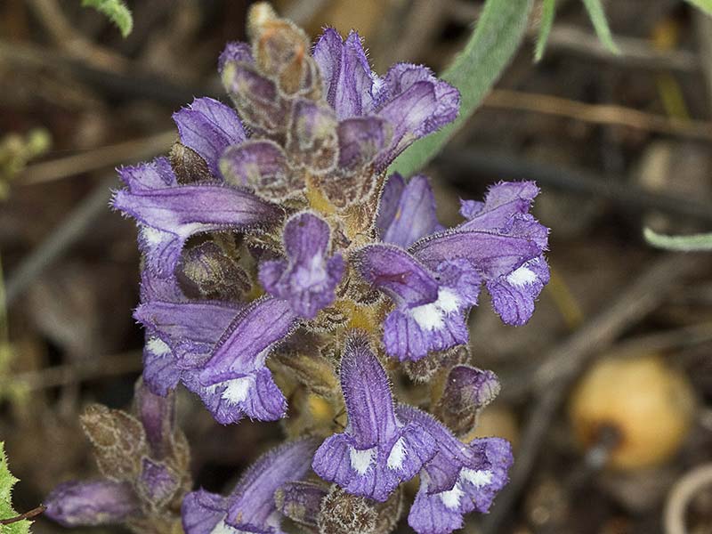 Orobanche mutelli