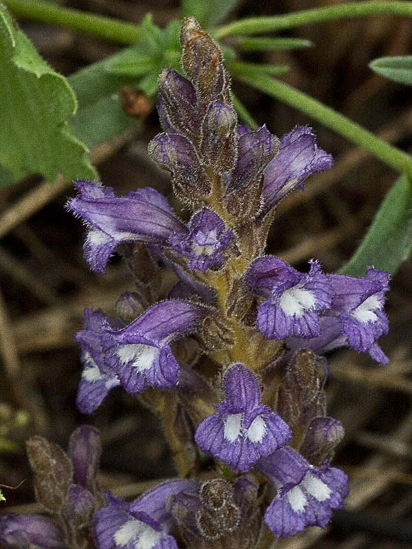 Orobanche mutelli