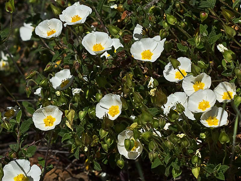 Jaguarzo morisco (Cistus Salvifolius)