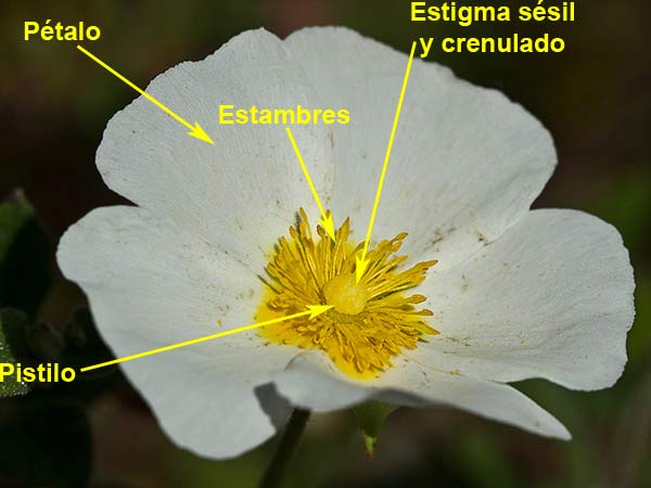 Jaguarzo morisco (Cistus Salvifolius)