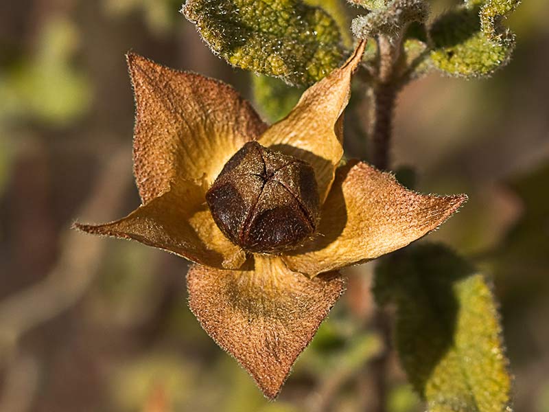 Fruto de jaguarzo morisco (Cistus Salvifoluim)