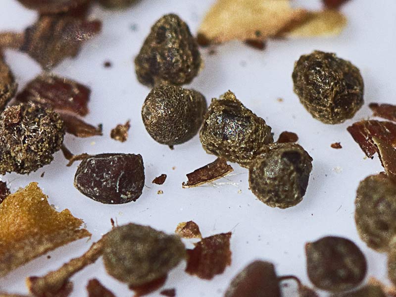Fruto de jaguarzo morisco (Cistus Salvifoluim)