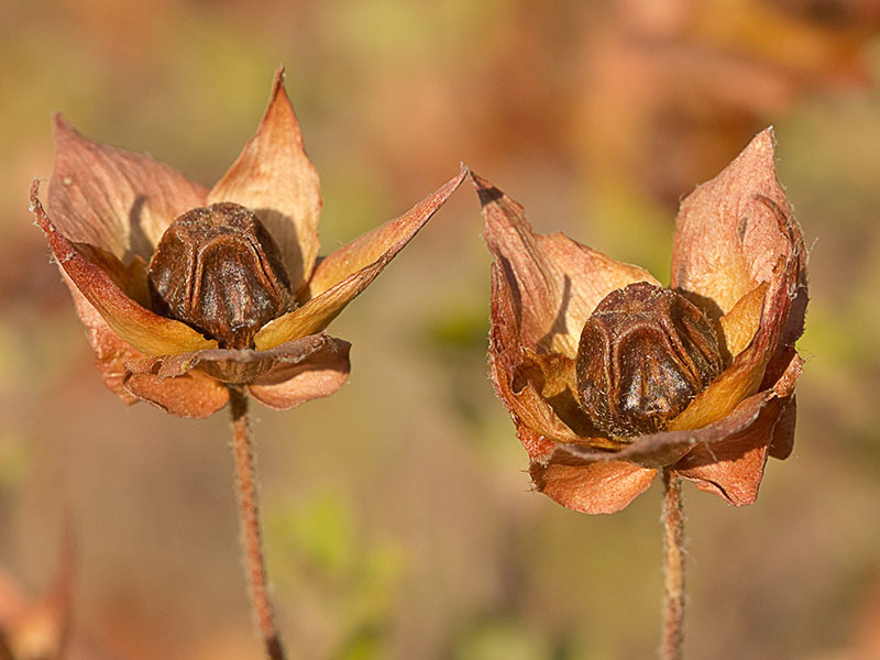 Fruto de jaguarzo morisco (Cistus Salvifoluim)