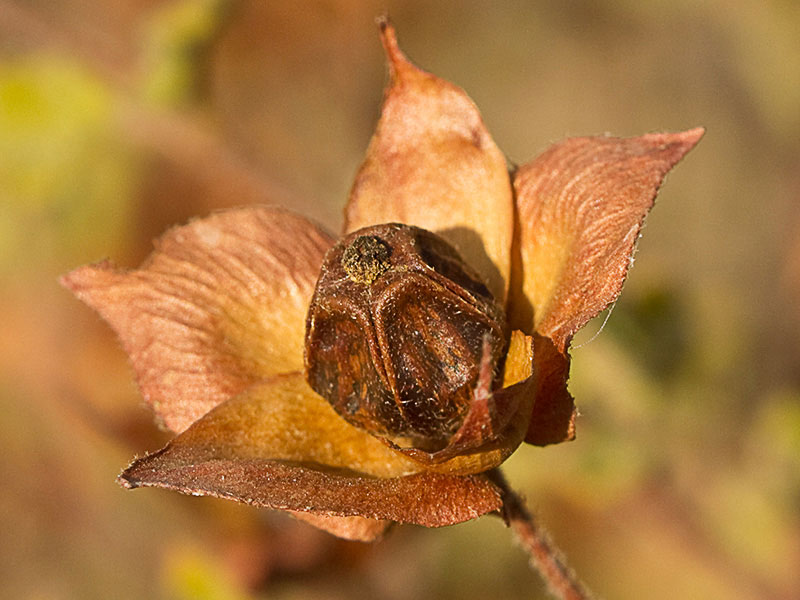 Fruto de jaguarzo morisco (Cistus Salvifoluim)