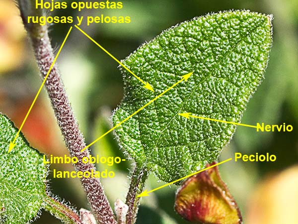 Hoja deljaguarzo morisco (Cistus Salvifoluim)