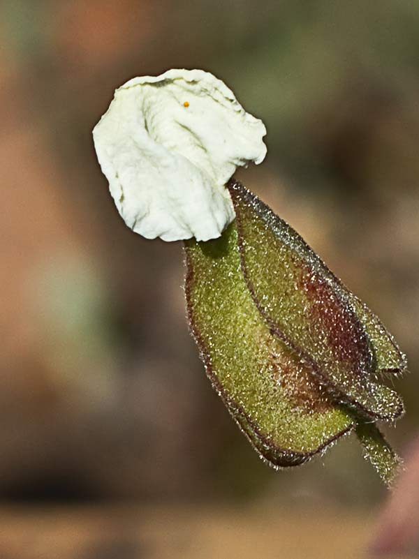 Cáliz preantesis del jaguarzo morisco (Cistus Salvifoluim)