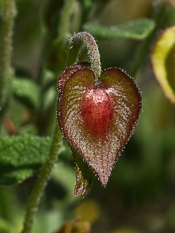 Cáliz preantesis del jaguarzo morisco (Cistus Salvifoluim)