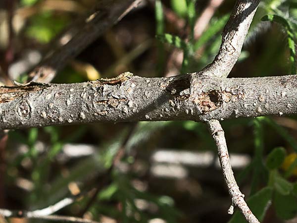 Rama de jaguarzo morisco (Cistus Salvifoluim)
