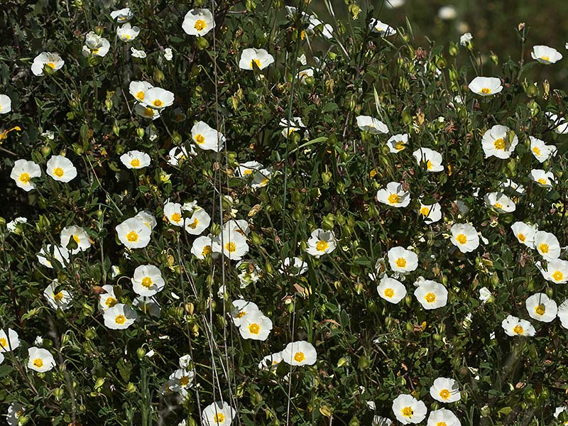 Jaguarzo morisco (Cistus Salvifolius)