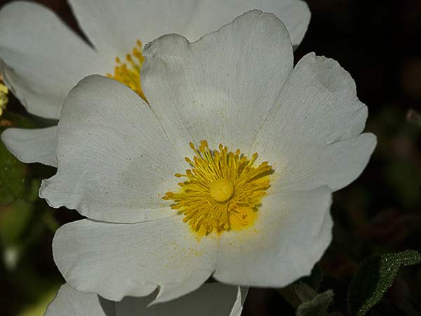 Jaguarzo morisco (Cistus Salvifolius)
