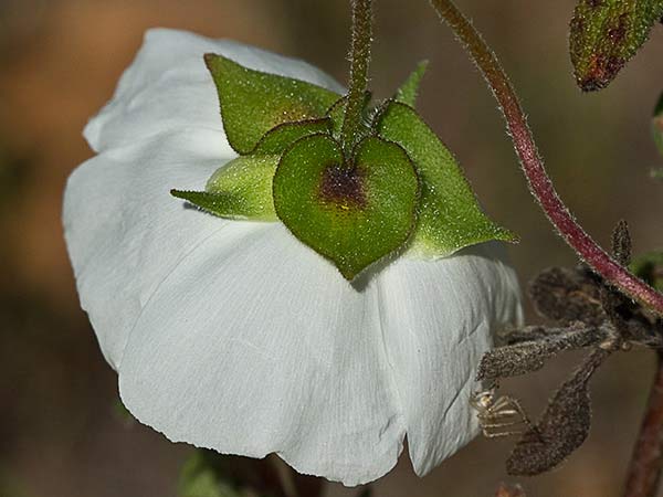 Jaguarzo morisco (Cistus Salvifolius)