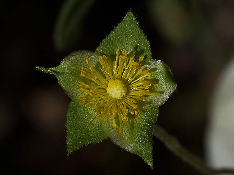 Jaguarzo morisco (Cistus Salvifolius)