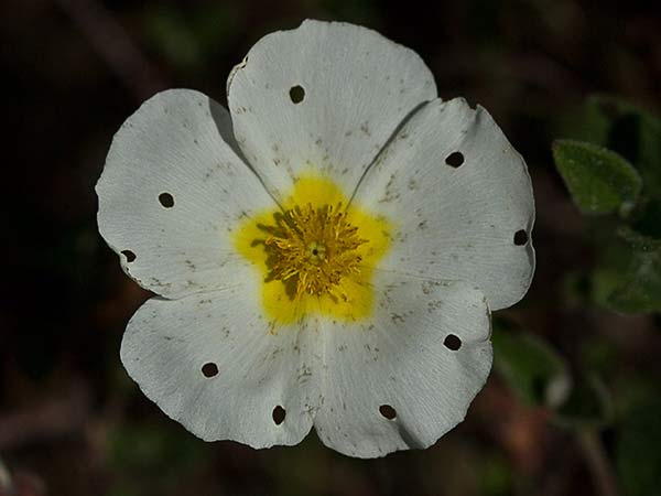 Jaguarzo morisco (Cistus Salvifolius)