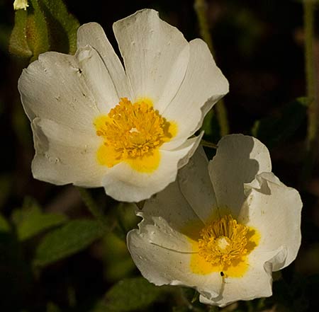 Flores del jaguarzo morisco (cistus salviifolius)