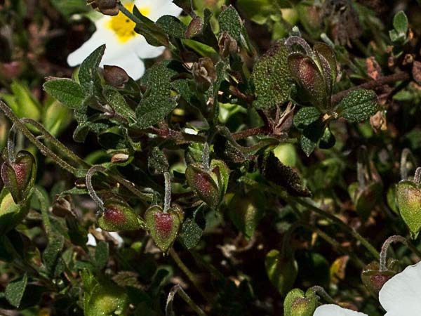 Flores de jaguarzo morisco (Cistus Salvifoluim)
