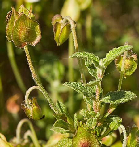 Ramas del Jaguarzo morisco (cistus salviifolius)