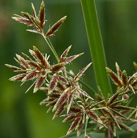 Flor de la juncia (Cyperus rotundus)