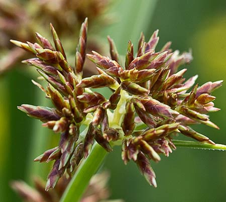 Inflorescencia de la juncia (Cyperus rotundus)