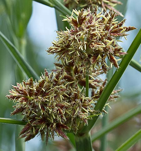 Inflorescencias de la juncia (Cyperus rotundus)