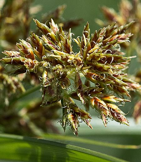 Inflorescencia de la juncia (Cyperus rotundus)